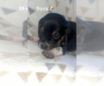 Puppy Buck Beagle