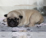 Small Photo #54 Pug Puppy For Sale in WINNSBORO, TX, USA