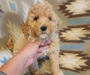Goldendoodle (Miniature) Puppy for sale in WINSTON SALEM, NC, USA