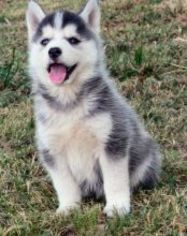 Siberian Husky Dogs for adoption in SEATTLE, WA, USA