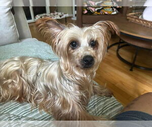 Mutt Dogs for adoption in Sykesville, MD, USA