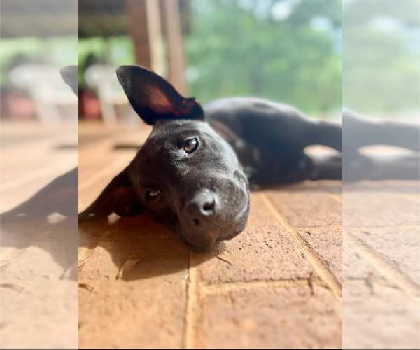Medium Photo #8 Chinese Shar-Pei-Labrador Retriever Mix Puppy For Sale in Holly Springs, NC, USA