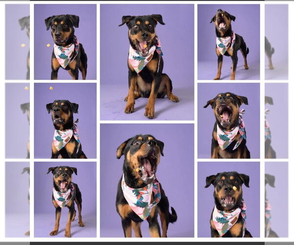 Medium Photo #5 Rottweiler Puppy For Sale in Hillsboro, NH, USA