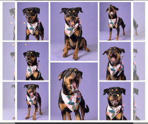 Ruthie - Female Rottweiler Dog for Adoption - Photo #5
