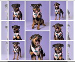 Small #4 Rottweiler