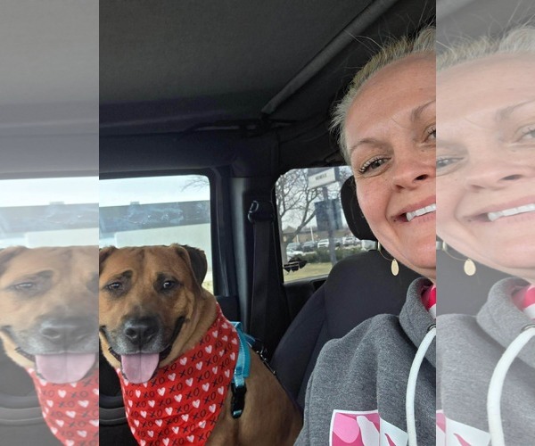 Medium Photo #5 American Pit Bull Terrier-Unknown Mix Puppy For Sale in Germantown, OH, USA