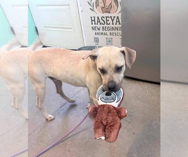Medium Photo #4 Mountain Cur-Unknown Mix Puppy For Sale in Oakhurst, NJ, USA