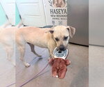 Small #3 Mountain Cur Mix