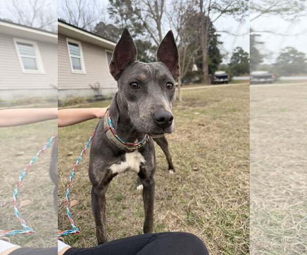 Medium Photo #5 Mutt Puppy For Sale in Rockaway, NJ, USA