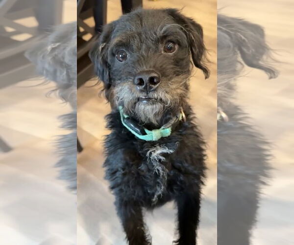 Medium Photo #2 Mutt Puppy For Sale in Grafton, WI, USA