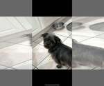 Small #3 Shih Tzu Mix