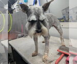 Small #1 Miniature Schnauzer Mix