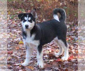 Alaskan Malamute Puppy for sale in CROGHAN, NY, USA
