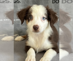 Miniature Australian Shepherd Dog for Adoption in MARTINSVILLE, Indiana USA
