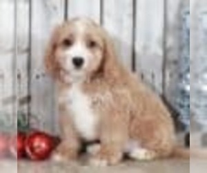 Cavachon-Poodle (Miniature) Mix Puppy for sale in MOUNT VERNON, OH, USA