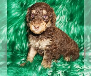 Labradoodle Puppy for sale in LA HABRA, CA, USA