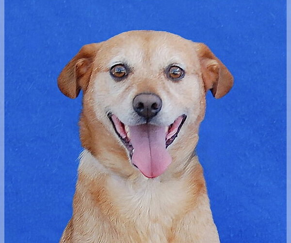 Medium Photo #1 Mutt Puppy For Sale in Pasadena, CA, USA