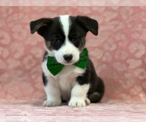 Medium Photo #1 Pembroke Welsh Corgi Puppy For Sale in LANCASTER, PA, USA
