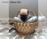 Puppy Yellow Collar Pomeranian