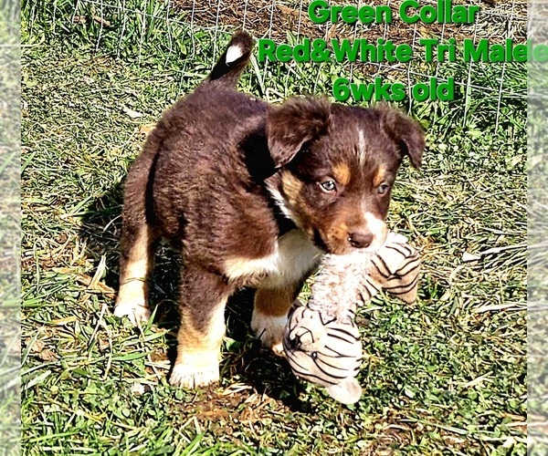 Medium Photo #3 Border Collie Puppy For Sale in BYBEE, TN, USA