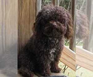 Father of the Havapoo puppies born on 06/16/2026
