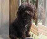 Small Photo #1 Havapoo Puppy For Sale in HURRICANE MILLS, TN, USA