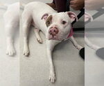 Small #1 American Bulldog Mix