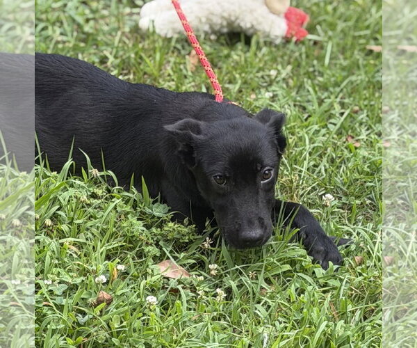 Medium Photo #4 Mutt Puppy For Sale in Yardley, PA, USA