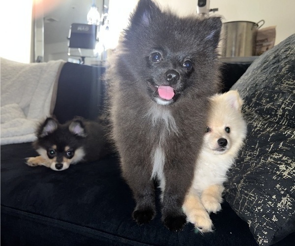 Medium Photo #2 Pomeranian Puppy For Sale in LAUREL, MD, USA
