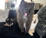 Small #1 Pomeranian