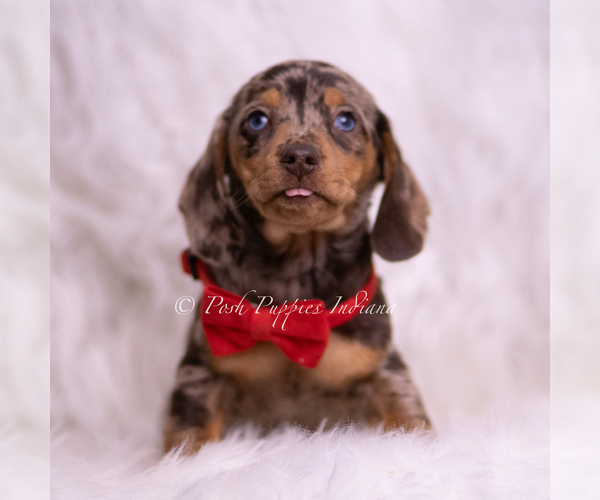 Medium Photo #39 Dachshund Puppy For Sale in WARSAW, IN, USA