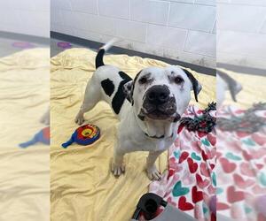 Mutt Dogs for adoption in Fort Wayne, IN, USA