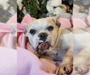 French Bulldog Dogs for adoption in Bon Carbo, CO, USA