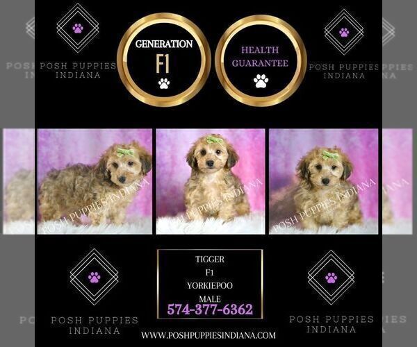 Medium Photo #6 Yorkipoo Puppy For Sale in WARSAW, IN, USA