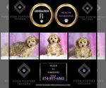Small #5 Yorkipoo