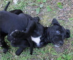 Small Photo #2 Daniff Puppy For Sale in FORT WAYNE, IN, USA