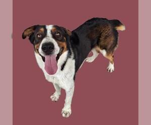 Australian Shepherd-Unknown Mix Dogs for adoption in Bakersfield, CA, USA