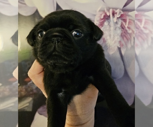 Medium Photo #2 Pug Puppy For Sale in INDEPENDENCE, MO, USA