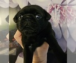 Small Photo #2 Pug Puppy For Sale in INDEPENDENCE, MO, USA