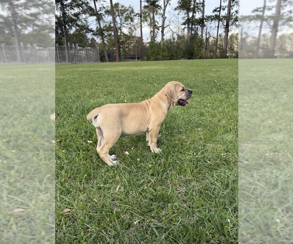 Medium Photo #6 Cane Corso-Mastiff Mix Puppy For Sale in NEW CANEY, TX, USA
