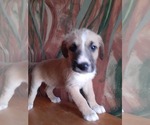 Puppy 4 German Shepherd Dog-Old English Sheepdog Mix