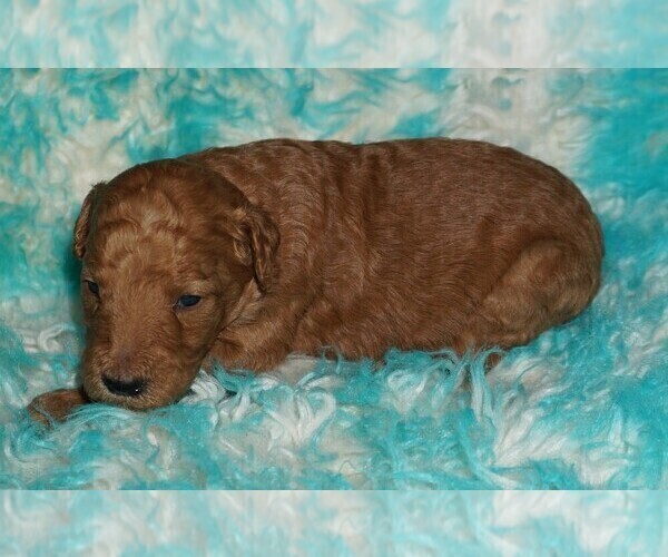 Medium Photo #3 Labradoodle Puppy For Sale in LA HABRA, CA, USA