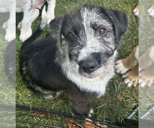 Mutt Dogs for adoption in Germantown, OH, USA