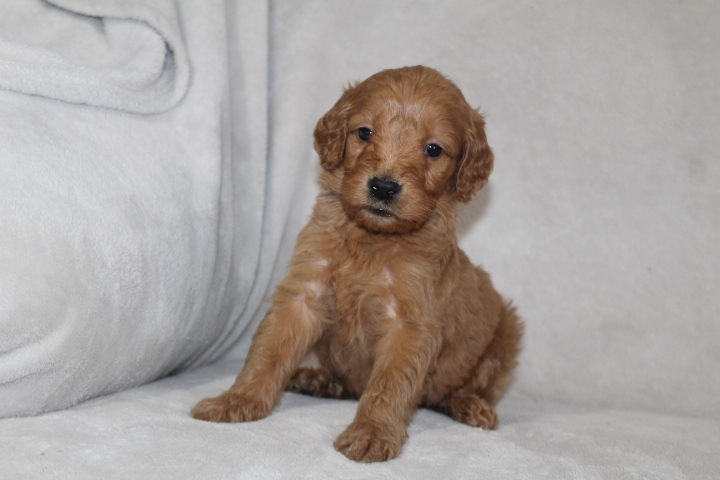 Medium Photo #1 Goldendoodle Puppy For Sale in FRESNO, OH, USA