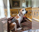 Small #5 Beagle
