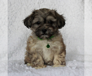 Yo-Chon Puppy for sale in MORGANTOWN, PA, USA