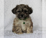 Small Photo #1 Yo-Chon Puppy For Sale in MORGANTOWN, PA, USA