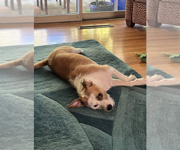 Medium Photo #7 Mutt Puppy For Sale in Dana Point, CA, USA
