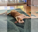 Small Photo #7 Mutt Puppy For Sale in Dana Point, CA, USA