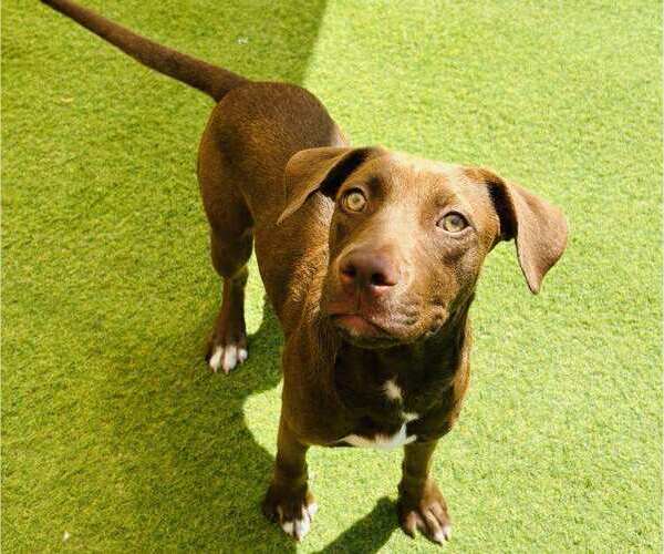 Medium Photo #1 Labrador Retriever-Unknown Mix Puppy For Sale in FRAMINGHAM, MA, USA